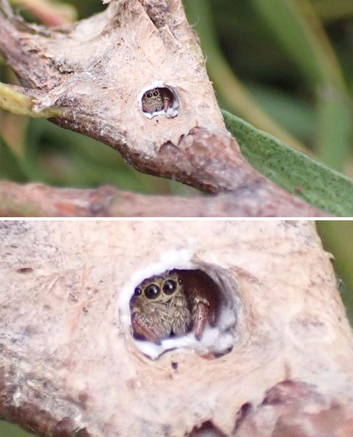 Close-up of a cute jumping spider peeking out from a small hole in a dry plant branch, showcasing beautiful bugs.