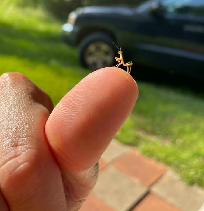 Tiny cute bug resembling a baby praying mantis perched on a fingertip outdoors in natural light.