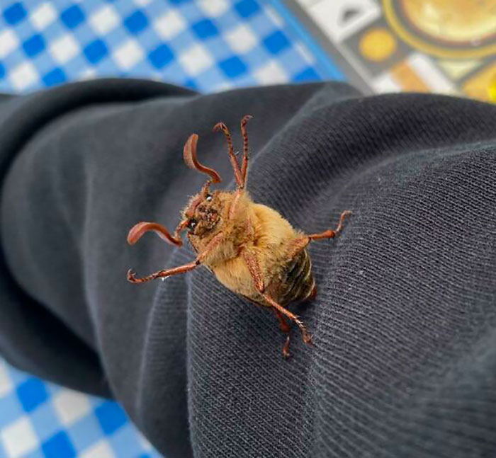 Close-up of a unique and cute bug with curled antennae resting on dark fabric, highlighting beautiful and rare bugs.