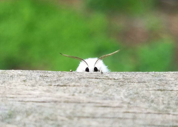 Close-up of a cute and beautiful white fuzzy bug with large antennae peeking over a wooden surface in nature.