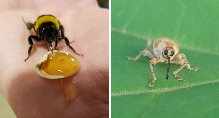 25 Bichos tan bonitos como adorables que quizá no hayas visto