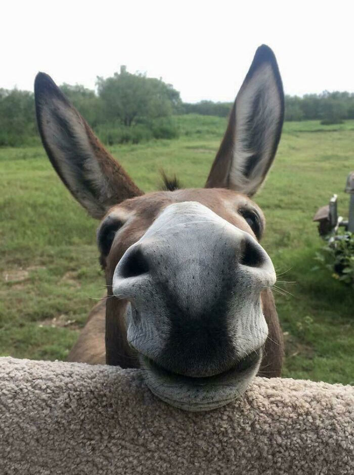 Close-up of a donkey with large ears resting its head on a fence in a green field, showing cute donkey features.