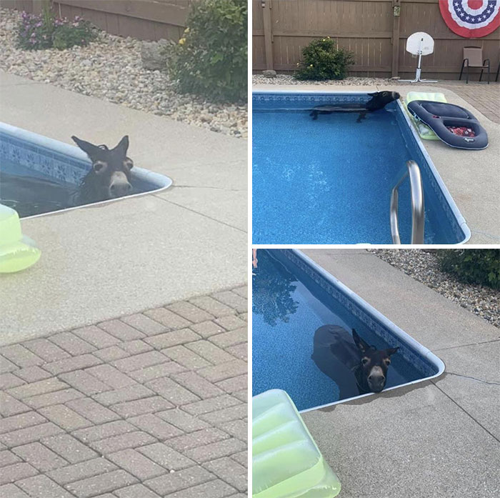 Donkey partially submerged in a backyard pool near pool float and patio area on a sunny day.