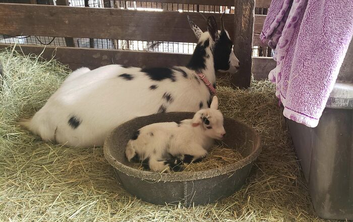 This One Was Born Yesterday