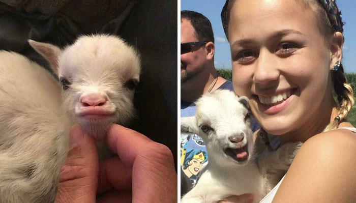30 Simpáticas cabras descansando, posando o simplemente haciendo el tonto