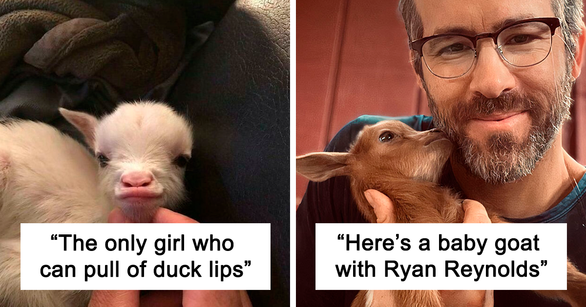 Bored Panda Features Collection of Engaging Goat Images