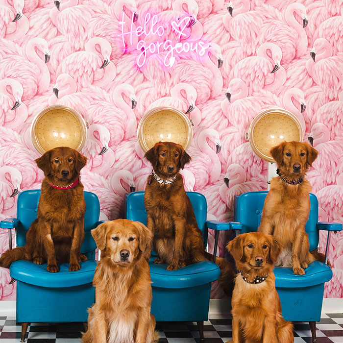 We Set Up A Photo Booth To Take Funny And Wholesome Photos Of Pets, And Here Are The Best 21 Pictures