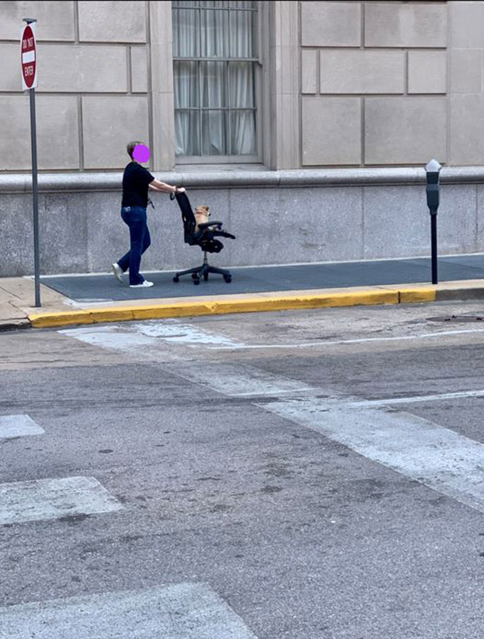 The Lou Treats Its Dogs Right