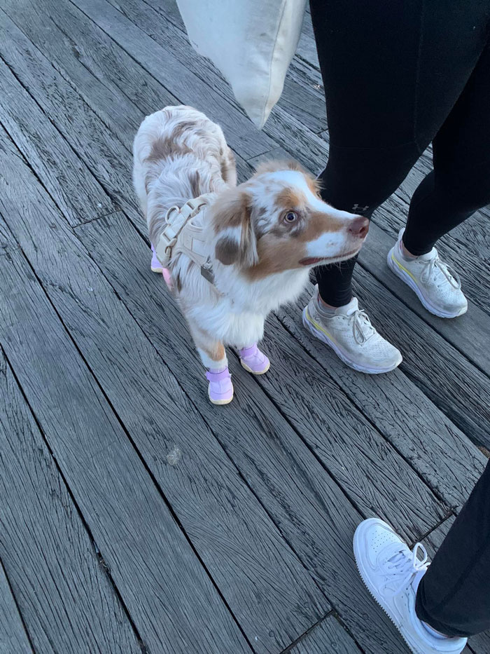 Was Waiting For The Ferry Back To Manhattan And Saw This Beautiful 6 Month Caramel Swirl In Her Little Booties!!