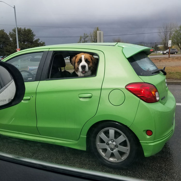 Avistado perrito grande en el coche pequeño hoy. El perrito grande parece muy feliz. 10/10 que le rascaría la barriguita y le daría todos los mimos y caricias