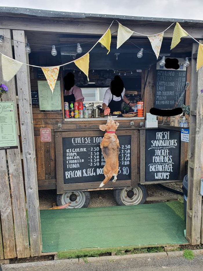 Yo también podría saltar (por una salchicha)