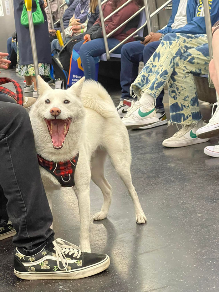 Sólo un chico alegre en el tren F