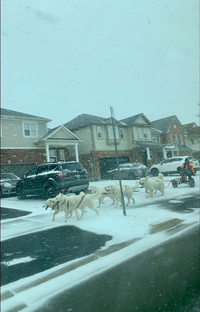 Suburban Sleigh Ride