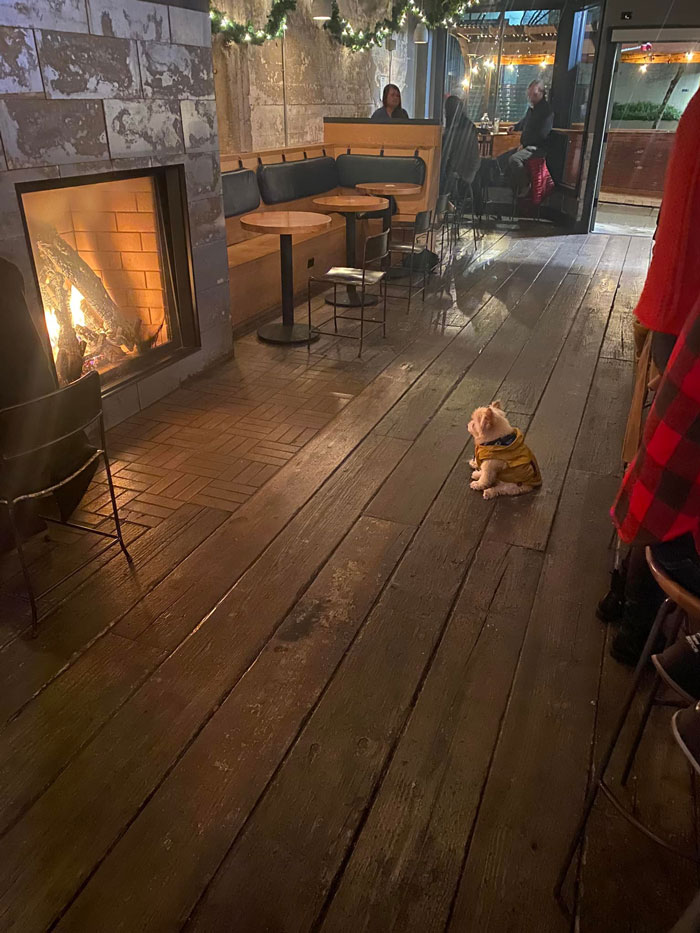 Perro en profunda reflexión. Quería darle un abrazo al amigo y hablar de sus problemas