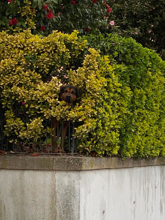 El arbusto de su dueño ha hecho un hueco para ajustarse a su cara porque le gusta asomar la cabeza cuando pasan los visitantes