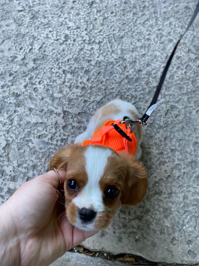 Conocí a este cachorro de bolsillo, Sir Charles ¡Todos juntos 'Ooooooh'!