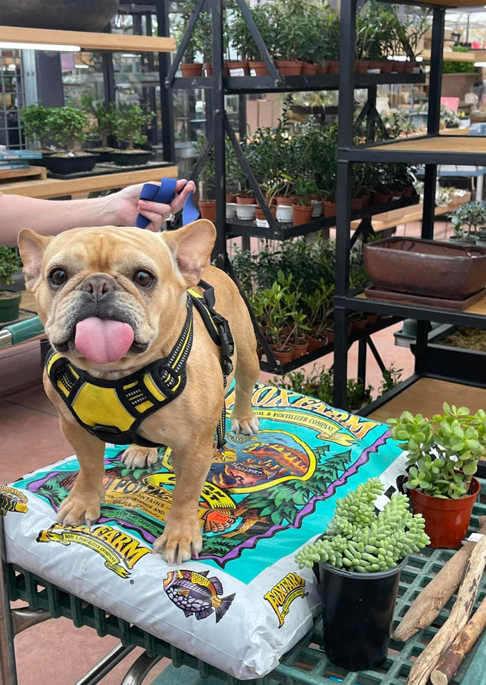 Derpy Plant Girl, Luna