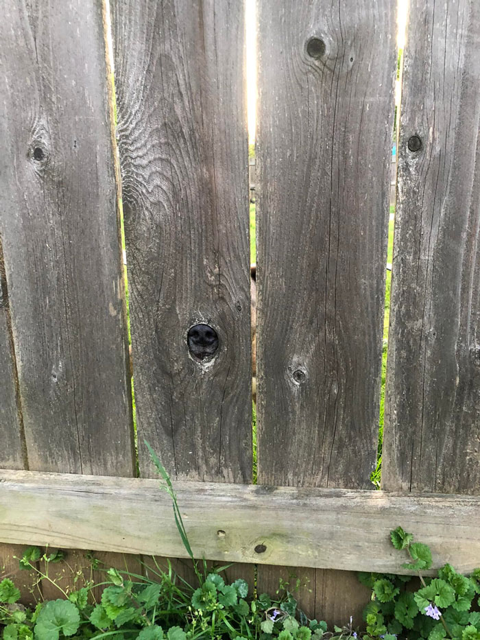 Acabamos de descubrir que tenemos un perrito de vecino