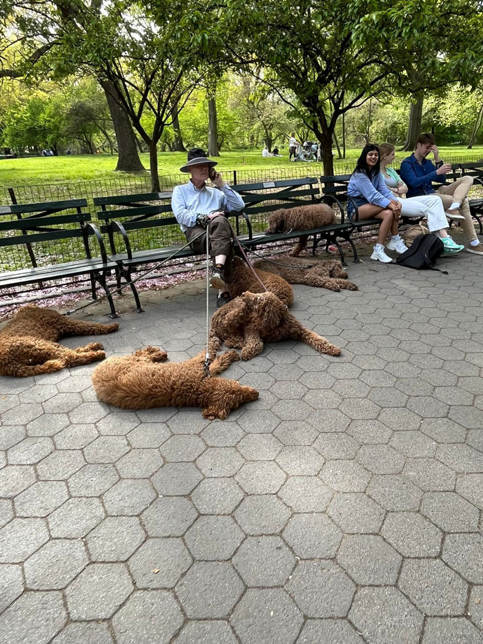 6 Dogs, All Exactly The Same