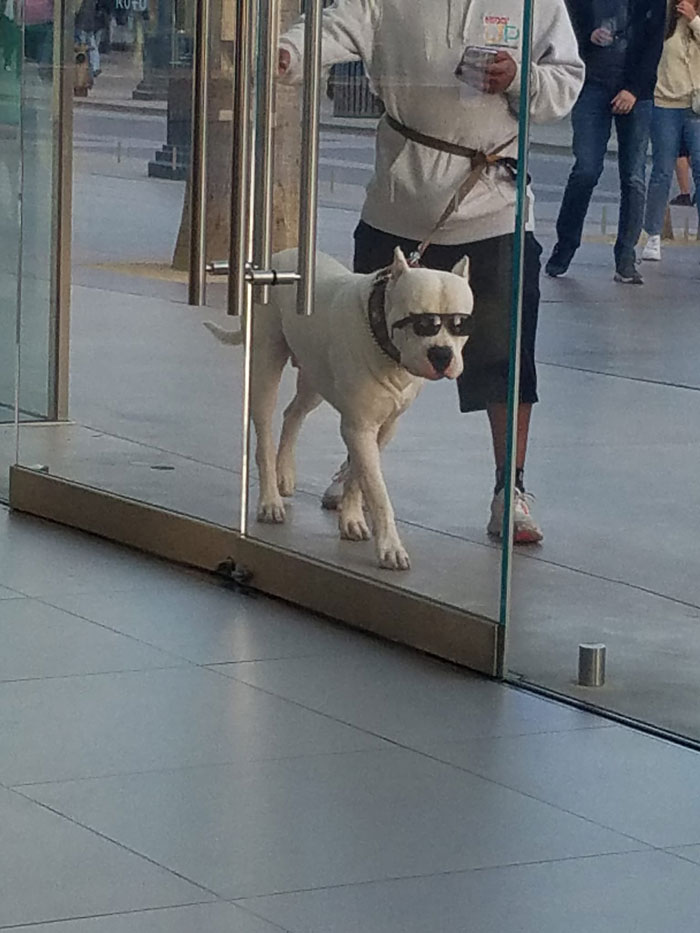 Ive Been Gifted With The Coolest Dog Spotting On My Bday