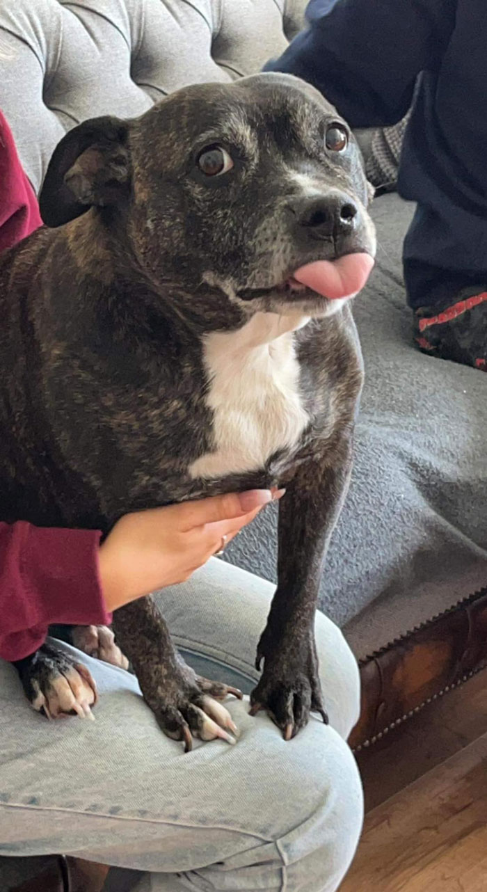 Esta es Tess, es un ángel que aprovechará cualquier oportunidad para sentarse en tu rodilla y presumir de ello