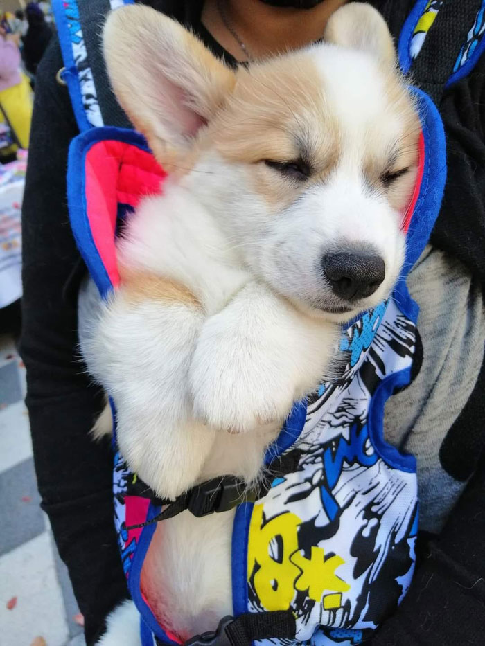 Visto en una feria de coleccionistas de juguetes. El único artículo con el que todo el mundo está de acuerdo