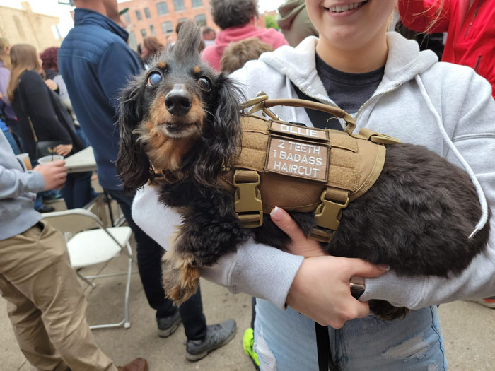 Spotted Ollie At The Derby Day Wiener Dog Race Supporting His Friends