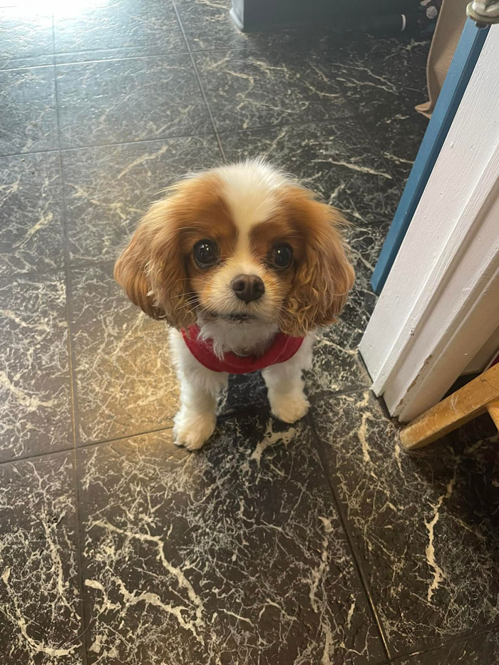 ¡Otra visitante del salón! Sophie