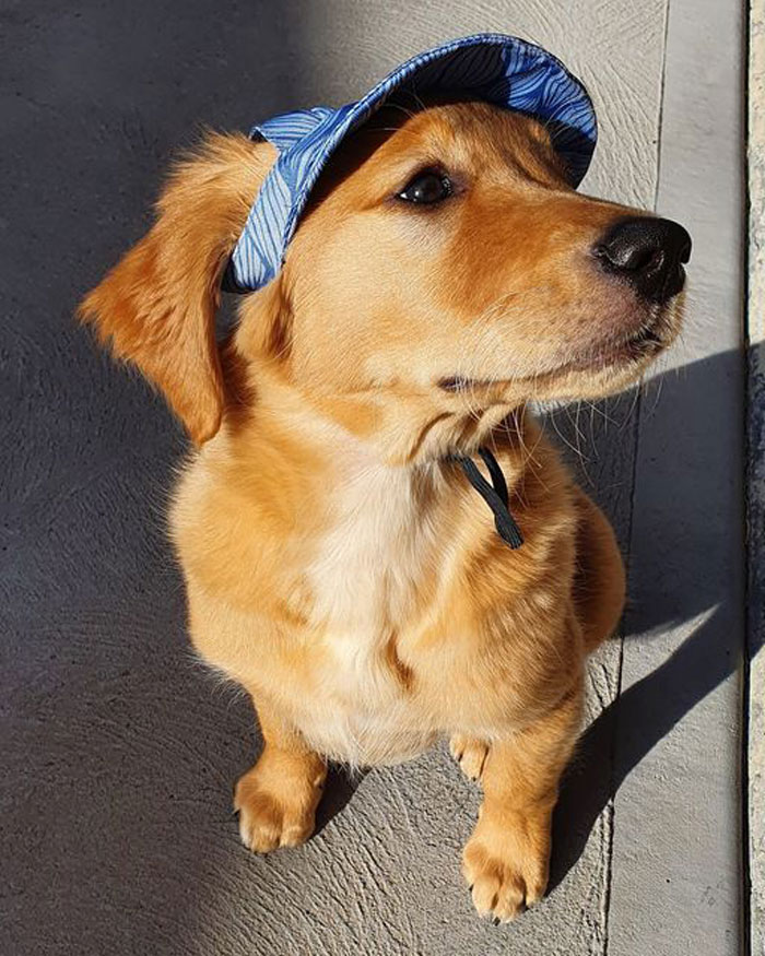 Found This Handsome Man At The Park Today, His Name Is Waffles