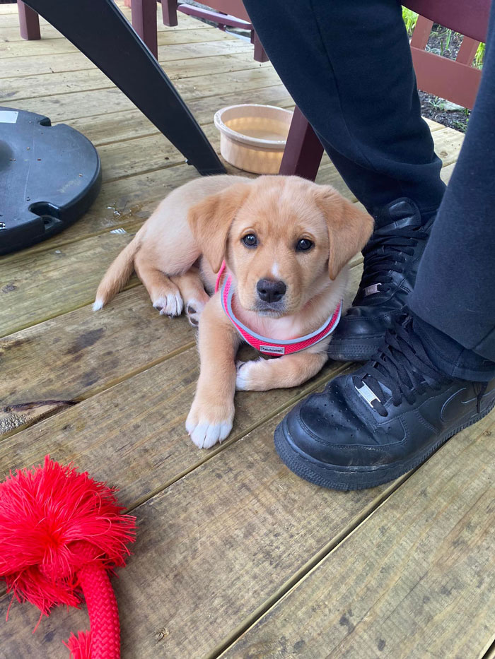 Welcome Zelda!! 8 Weeks Old Lab And Nova Scotia Duck Tolling Retriever Mix. She Will Quickly Become A Regular For Sure. She Just Needs Her Mighty Sword