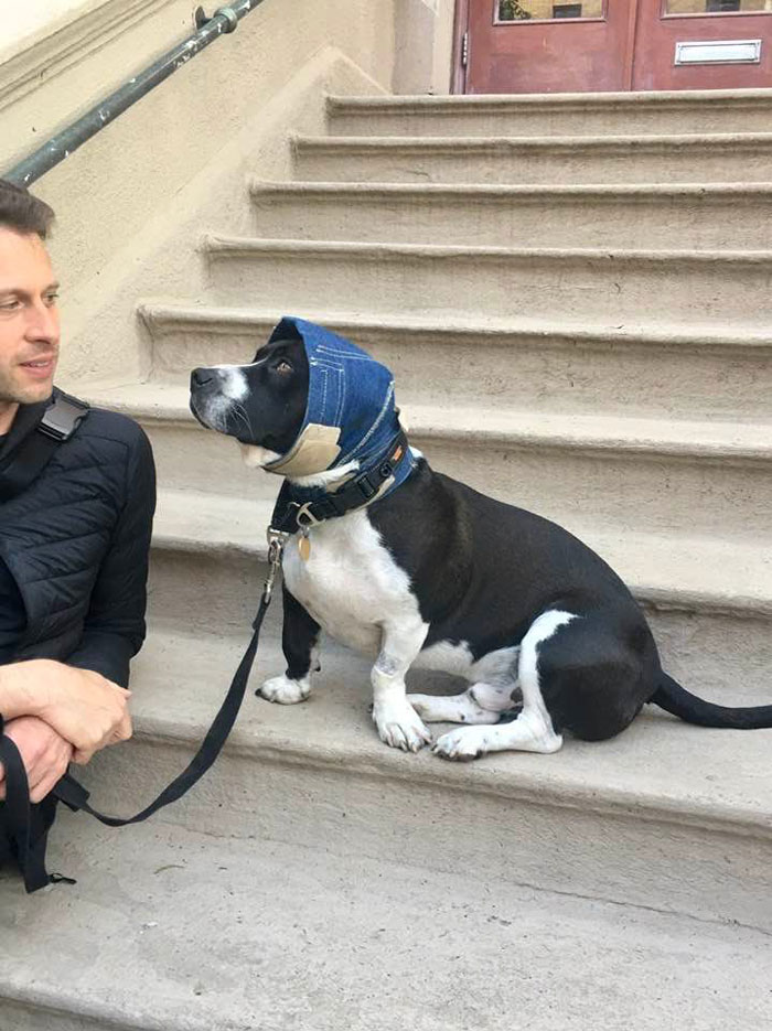 Tanqueray, Dachshund/Pit Bull Mix, 2 1/2 Years Old. He Wears This Hat To Protect His Ears