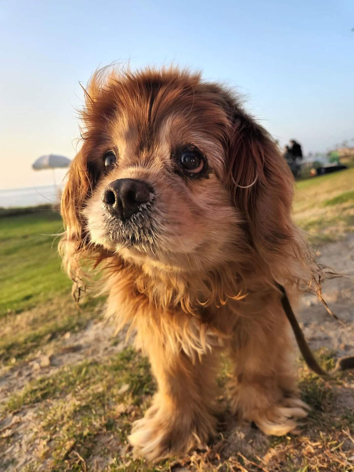 Buda tiene 13 años y me derritió el corazón