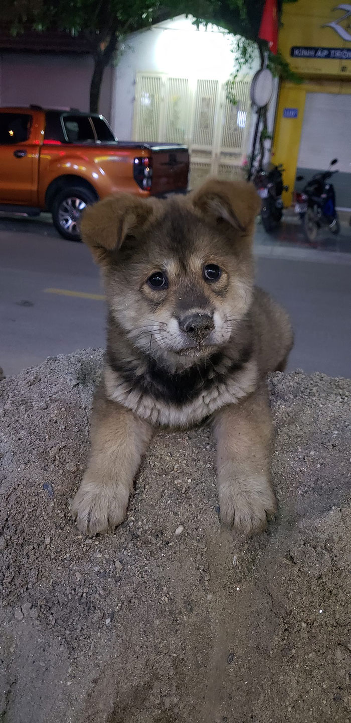 El montón de arena de construcción de un hombre es el patio de recreo definitivo de un cachorro