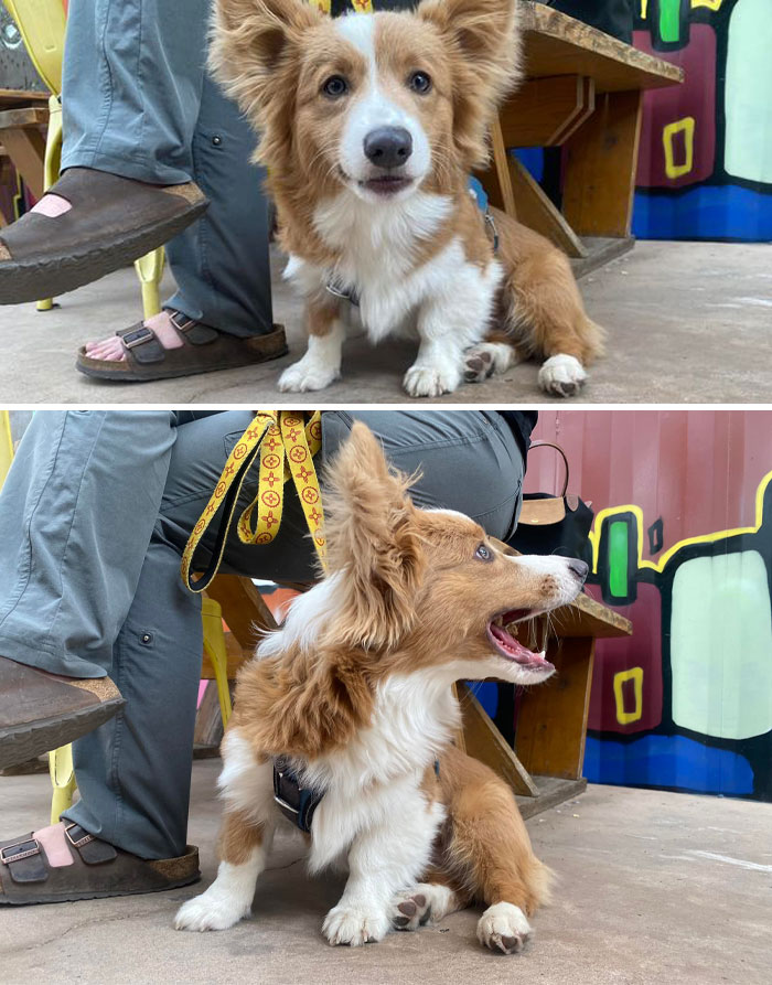 I Met This Smaller Floofy Boy At Work Today. I Asked What His Name Was And Was Overjoyed To Find Out His Name Is “Fluffy!” He Is 7 Months Old