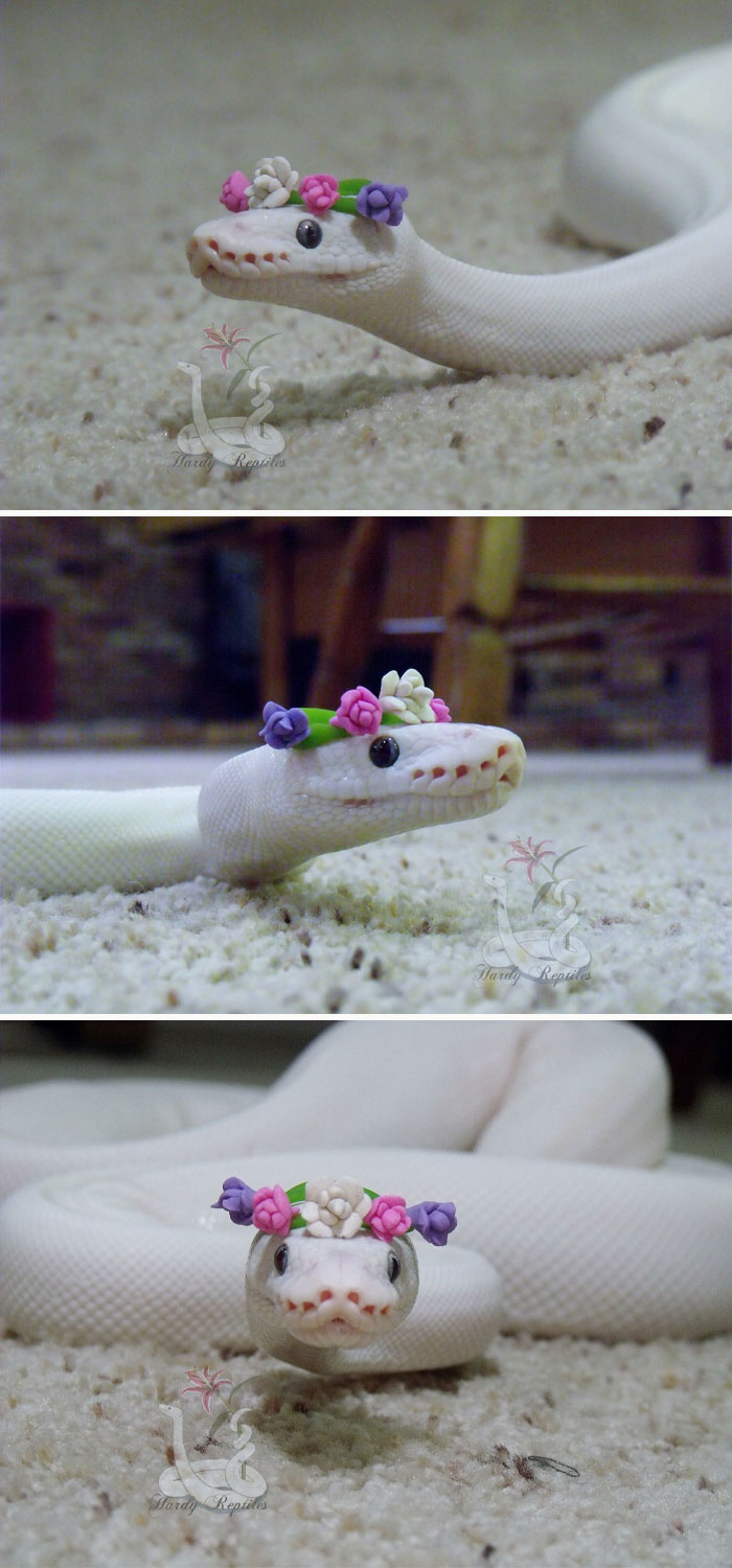 White snake with a flower crown on a carpet, showcasing its cute and docile appearance.