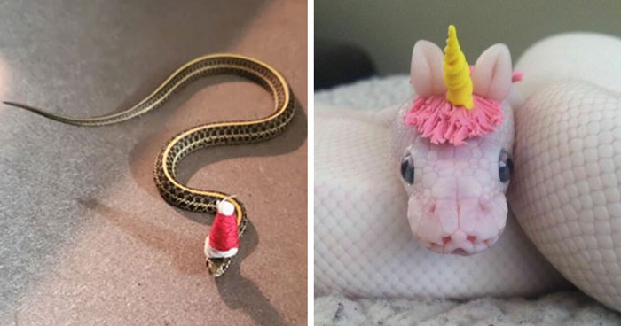 30 Serpientes tan adorables que son imposibles de ignorar