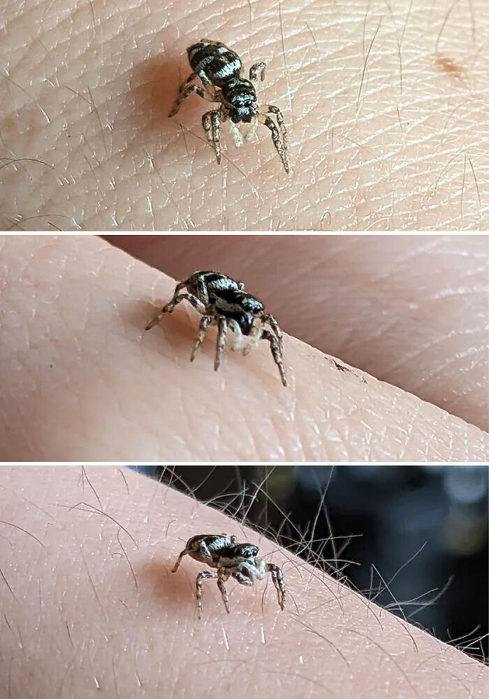 My Little Girl, Magpie