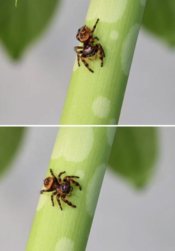 One Of The Cute Jumping Spiders Of My Life, Isn't She Cute