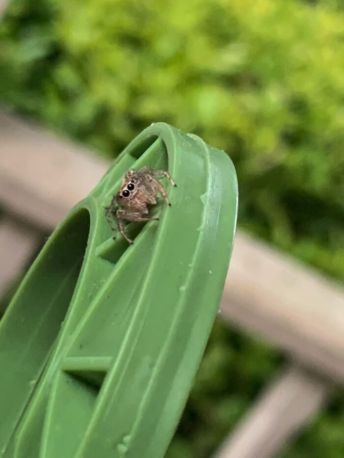 Spiderbro On My Hanging Plant