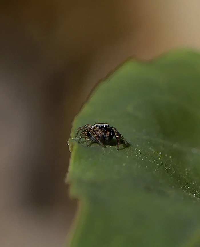 Hello, Is It Me You're Looking For? I Can See It In Your Eyes... Wild Evarcha In New Mexico Garden