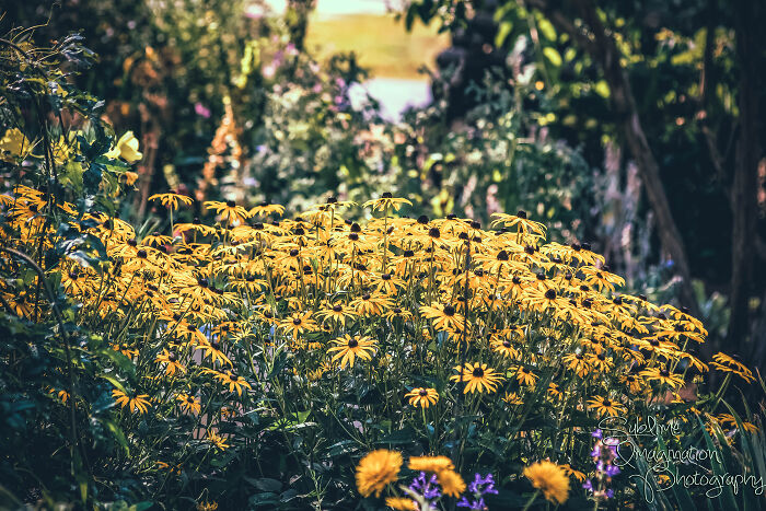 Daisies Taken At Nature Scaping Of Sw Washington's Wildlife Botanical Gardens In Brush Prairie, Washington