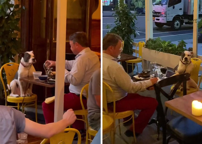 3,8 Millones de personas adoran este video de un hombre que tiene la cena más dulce con su perro