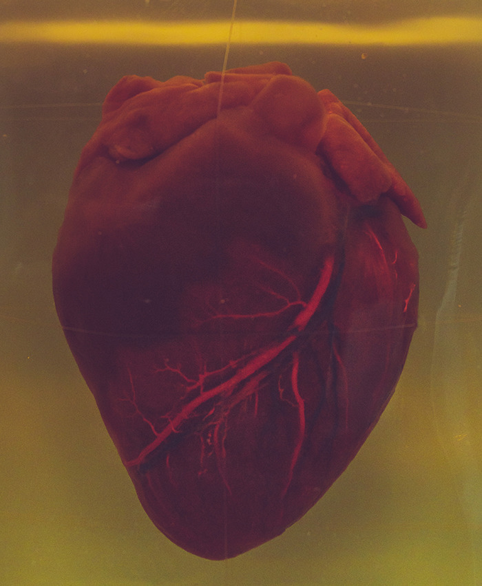 Preserved human heart showing veins and texture, highlighting disturbing things about human bodies that might freak you out.