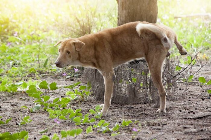 When Nature Calls...