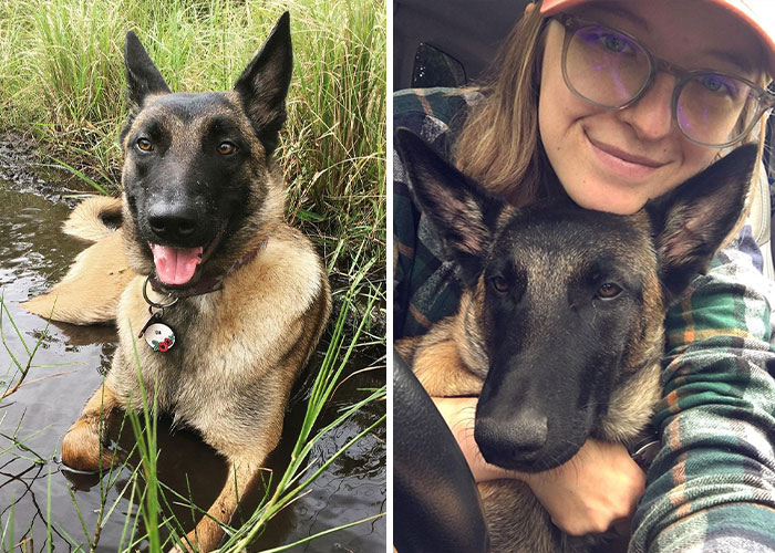 Eva The Dog Heroically Saved Her Owner’s Life During Mountain Lion Attack