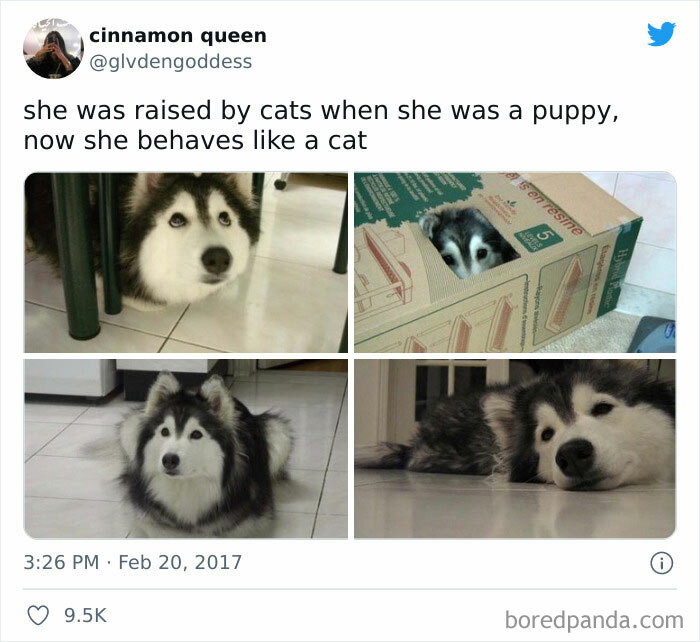 Husky puppy raised by cats behaving like a cat, hiding in a box and resting on the floor in multiple photos.