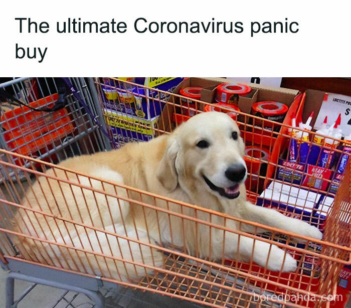 Golden retriever lying comfortably in a shopping cart surrounded by store supplies showing why dogs are better than cats.