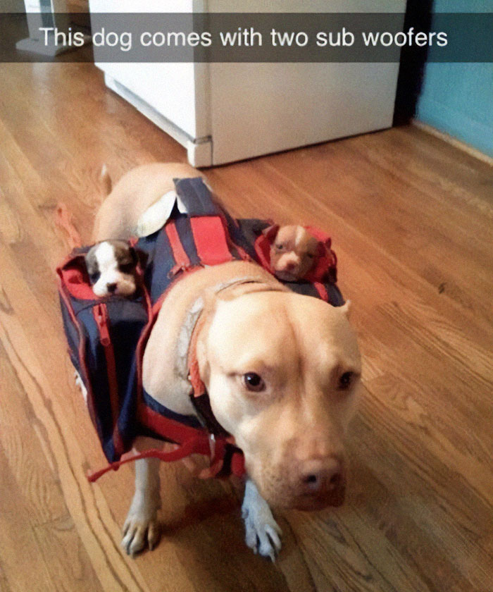 Dog wearing a backpack with two puppies inside, illustrating one of the reasons dogs are better than cats with a funny meme.