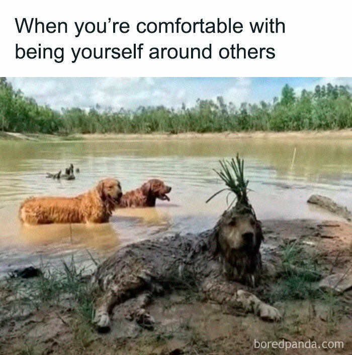 Three dogs playing in muddy water and on the shore, showing why dogs are better than cats with a funny, relaxed vibe.
