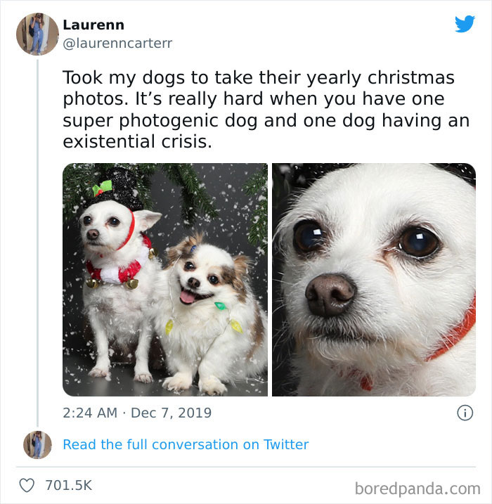 Two dogs in Christmas outfits, one happy and photogenic, the other looking serious, showing why dogs are better than cats.